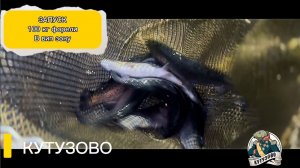 Запуск 100кг форели в вип зону