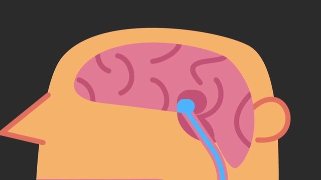 How does your body know you're full？ - Hilary Coller TED