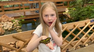 Путешествие в мир бабочек