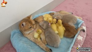 Утята и Цыплята - Кошки и котята (307) Хвостики да Усики ❣️🤗😂