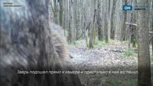 Орловский лось разоблачил слежку