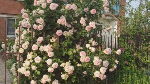 Обрезаем розу Эден Роуз.