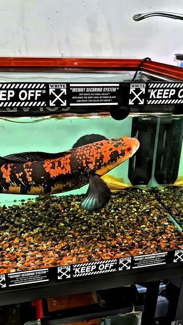 Жёлтый змееголов