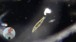 Сухой залив, солёно-пресная вода и мир микробов под микроскопом!