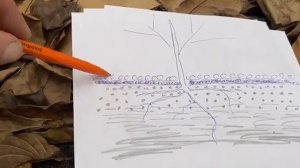 Как по растению определить плодородие почвы.