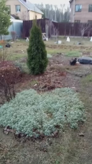 Укрыла розы ,но рано 😚,обзор сада.