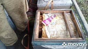 обработал пчёл бипином. клещ сыпется!