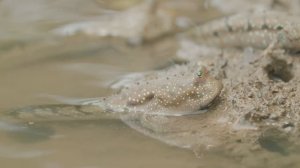 Тайланд:  обитатели карстовых источников - от бетт до змееголовов