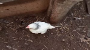 Лечение бронхита у цыпленка закончилось.  Выписан из домашнего лазарета.