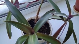 Традесканция Рэо перед цветением и главное о выращивании комнатного цветка