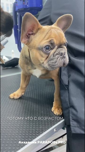 Идеальный возраст для первого груминга щенка или котёнка?