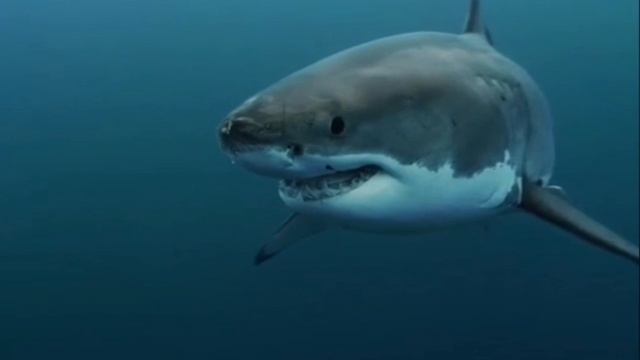 Косатка смотреть онлайн