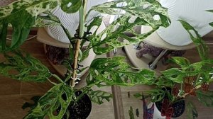 Коллекция Моих Монстер