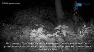 Фотоловушка заповедника запечатлела барсуков
