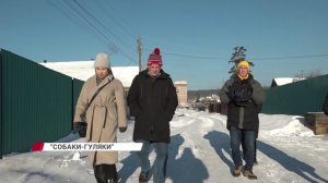 В Улан-Удэ возобновляются еженедельные рейды по безнадзорным собакам