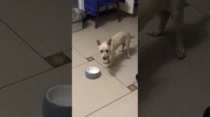 Тедди Рузвельт терьер альбинос щенок 6 месяцев