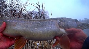 ЩУКИ на ЖИВЦА на ПОПЛАВОК ! Ловля щуки на живца в ноябре ! Рыбалка на живца!