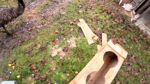 Беда случилась ! Пополнение в хозяйстве ! Мама уехала ! Бобёр охренел ! ХУТОР В ЛЕСУ №874