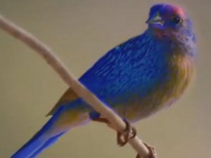Blue Canary