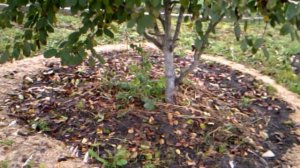 4.10.2016г.   АРХИВ!!!   Куда девать🐓🐓🐓 Куриный  ПОМЁТ!!!👍👍👍🙂🙂🙂___