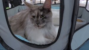 ДВА МИРА ОДНОЙ ВЫСТАВКИ, 18.11.2025