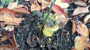 Выгребла листья за двором ! Сосед нагреб кучу ! Под листьями личинки  зимуют ! Юг России!