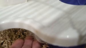 обзор на крысёнка морошку