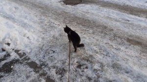 На прогулке Тишка.