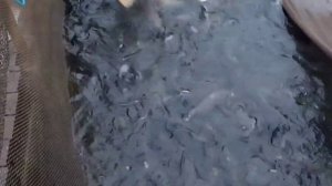 video_2025-11-18_09-22-47