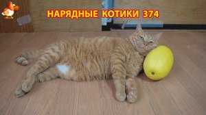 Нарядные Котики расслабляются на солнышке 🌞 🐈🐈🐈 (374)