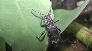 ИНСЕКТАРИЙ: 407. Усач Осиновый (Xylotrechus rusticus)