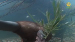 История Бобра. Анонс. Канал В Мире Животных