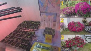 7 соток. Петунии за месяц подросли. Хроника 17 октября 2025 год