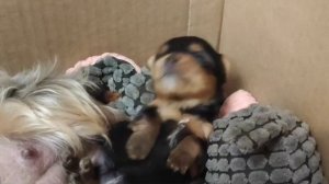 Ужин и сон маленьких щенков))
