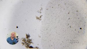 Имбирь против микробов под микроскопом  Реальный эксперимент!