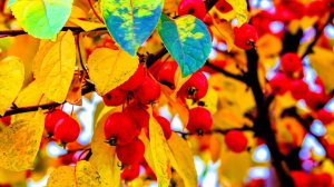 МОСКОВСКИЙ ФОТООКТЯБРЬ 2025. ВСЕМ ДОБРОГО ВЕЧЕРА!!!