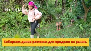 Muôn и друзья из Вьетнама. Собираем дикие растения для продажи на рынке.