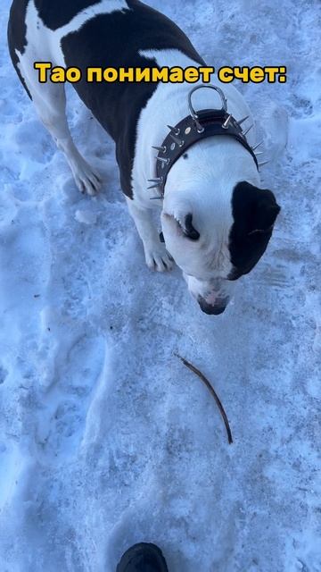 Тао понимает счет. смотреть онлайн