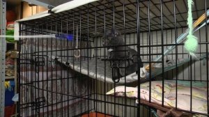 Ищу тебя, хозяин. 18-11-2025