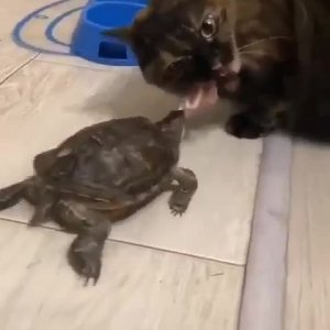 Беспардонная черепаха😄