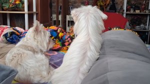 Мы с Тамарой ходим парой...