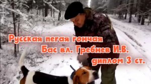 Русская пегая гончая Бас вл. Гребнев И.В. дип. III ст.#охотасгончей#собака #животные #топ #hunting