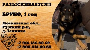 Пропала собака! БРУНО. 1 год. Московская обл,  Рузский р-он, д. Ленинка