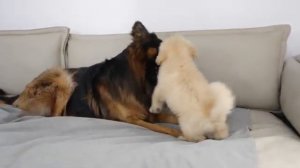 Немецкая овчарка и щенок ретривера становятся друзьями - 2025 год