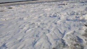 Налим на живца. Живец-пескарь. Река зея. Перемещение к течению. Амурская область