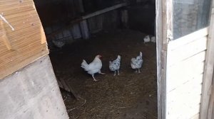 18 ноября, такое впервые за 20 лет содержания кур