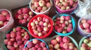 ранние яблоки