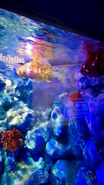 Рыбы роботы