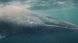 Моана (2026)  Moana