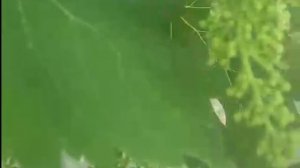 ТОП-5 СХЕМ обработки виноградника от А до Я.